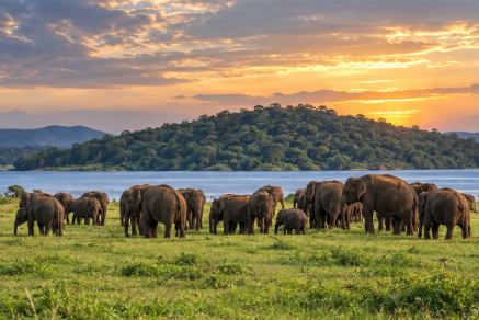 Elephant safari in Minneriya or Kaudulla National Park Sri Lanka