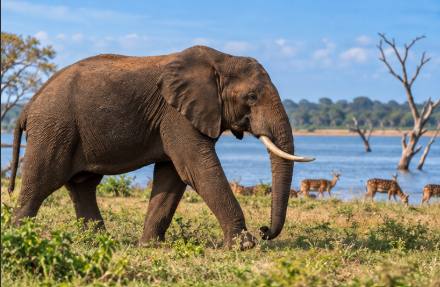 Wilpattu National Park safari on a private Sri Lanka wildlife tour